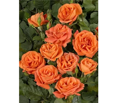 Rosa Orange Dawn