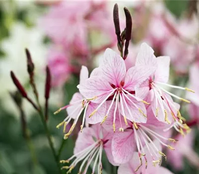 Gaura lindheimerii 'Siskiyou Pink' Gaura lindheimerii 'Siskiyou Pink'