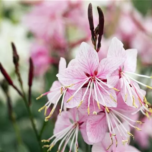 Gaura lindheimerii 'Siskiyou Pink'