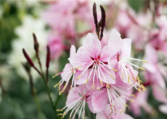 Gaura lindheimerii 'Siskiyou Pink'