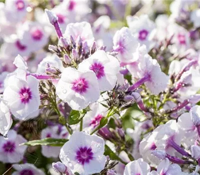 Phlox paniculata 'Bright Eyes' Phlox paniculata 'Bright Eyes'