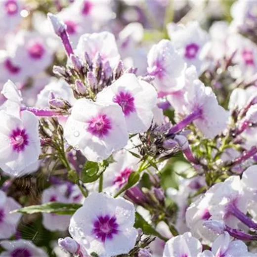 Phlox paniculata 'Bright Eyes'