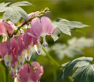 Dicentra spectabilis