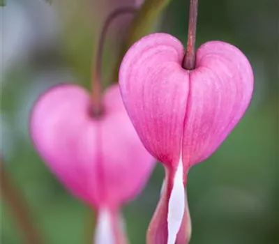 Dicentra spectabilis,rosa