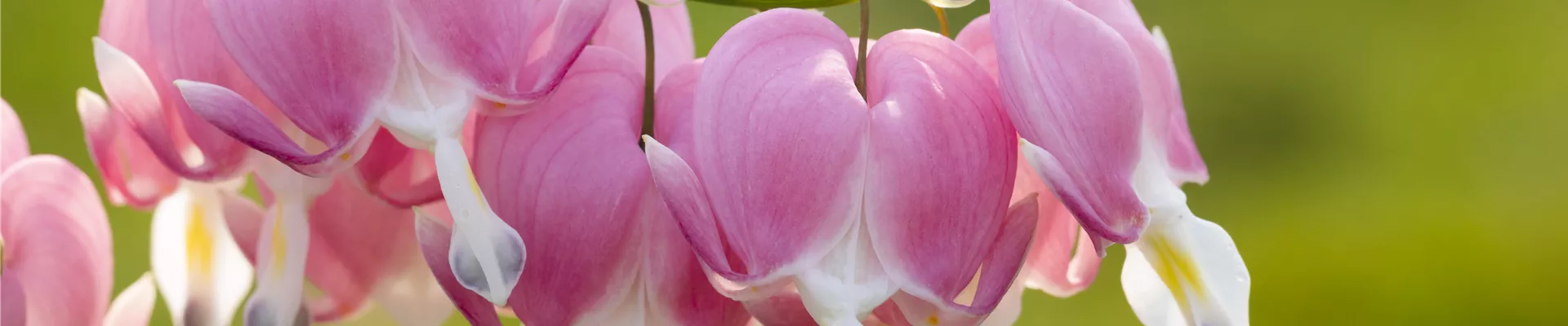 Dicentra spectabilis Dicentra spectabilis