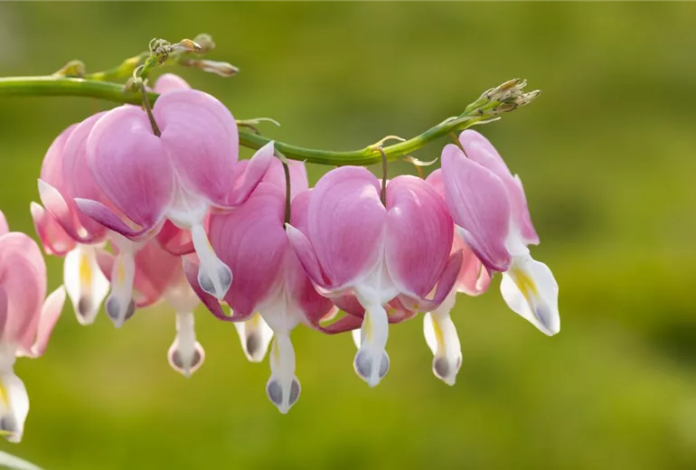 Dicentra spectabilis Dicentra spectabilis