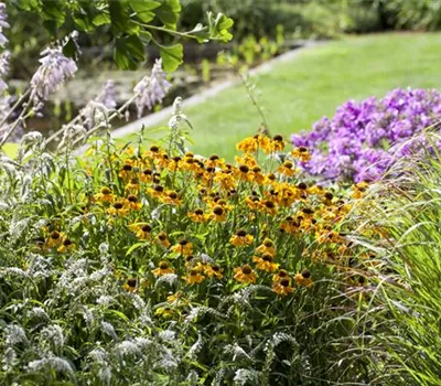 Worauf beim Stauden pflanzen zu achten ist Worauf beim Stauden pflanzen zu achten ist