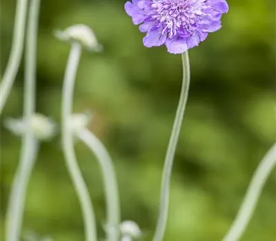 Scabiosa columbaria 'Butterfly Blue'