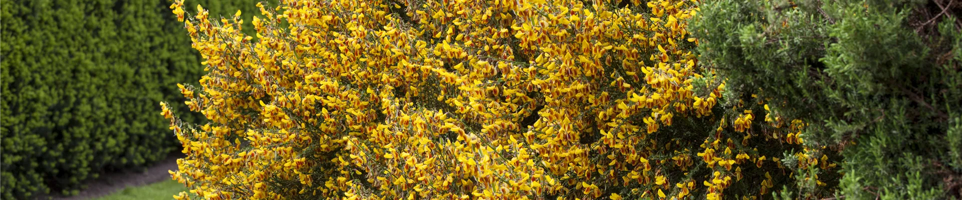 Cytisus scoparius Cytisus scoparius