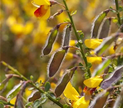 Cytisus scoparius 'Andreanus Splendens' Cytisus scoparius 'Andreanus Splendens'