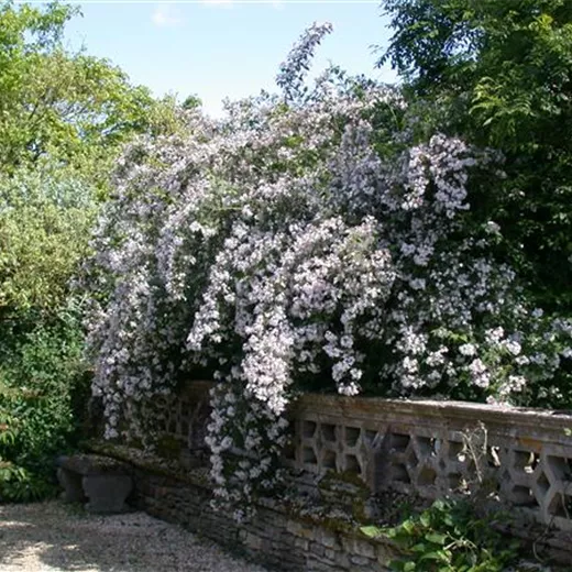 Kolkwitzia amabilis Kolkwitzia amabilis