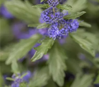 Caryopteris clandonensis 'Blue Balloon' -R-