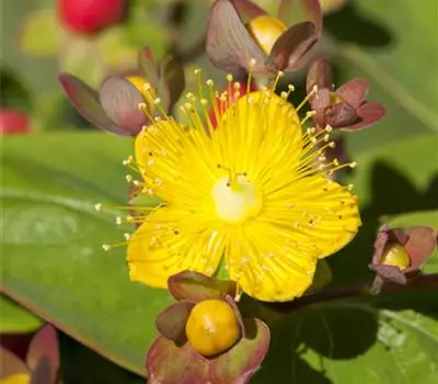 Hypericum inodorum i. S.