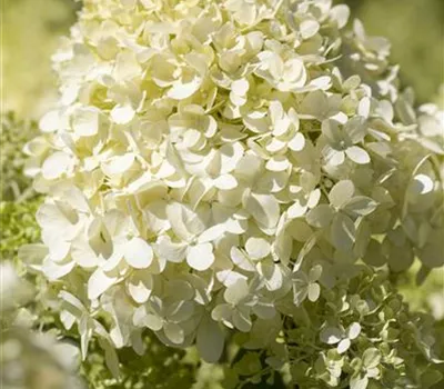 Hydrangea paniculata "Magical Mont Blanc" Hydrangea paniculata "Magical Mont Blanc"
