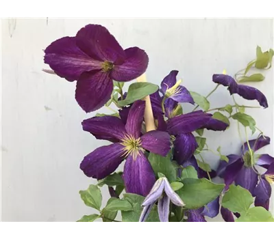 Clematis 'Jackmanii Purpurea'