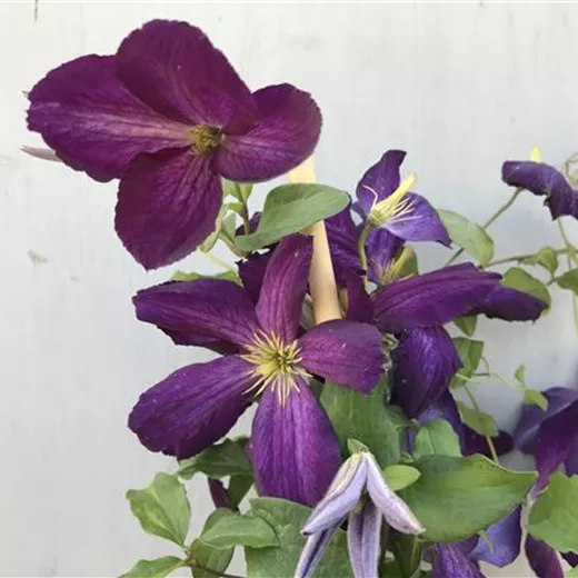 Clematis 'Jackmanii Purpurea' Clematis 'Jackmanii Purpurea'