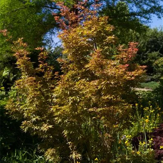 Acer palmatum 'Wilsons Pink Dwarf'