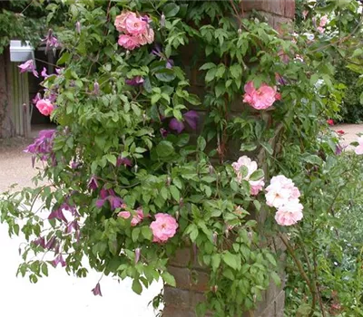 Clematis alpina 'Pamela Jackman' Clematis alpina 'Pamela Jackman'