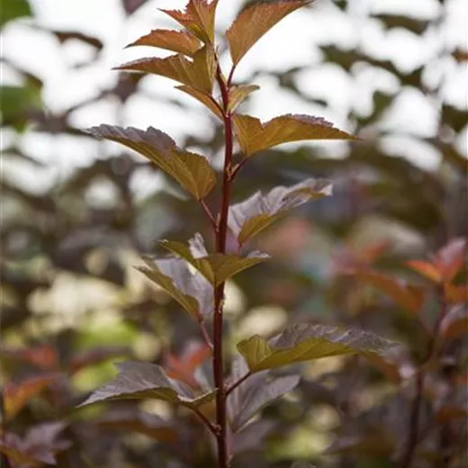 Physocarpus opulifolius 'Amber Jubilee' -R- Physocarpus opulifolius 'Amber Jubilee' -R-