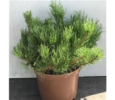 Pinus pumilio "Typ Tirol" Pinus pumilio "Typ Tirol"