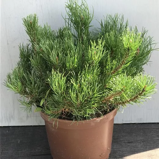 Pinus pumilio "Typ Tirol"