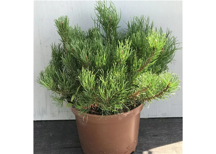 Pinus pumilio "Typ Tirol"