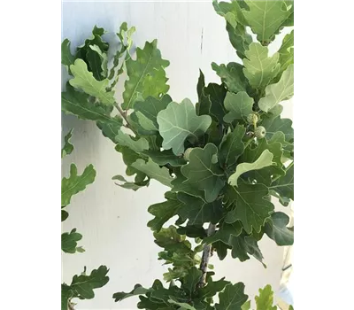 Quercus robur "Compacta"