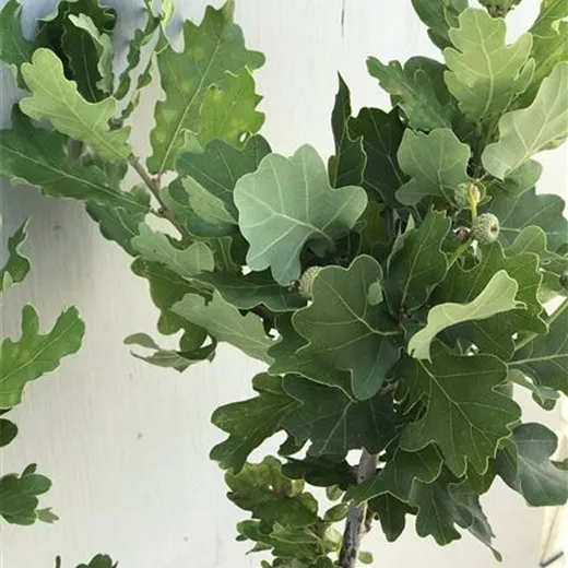 Quercus robur "Compacta"