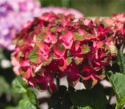 Hydrangea m. 'Forever & Ever' Red -R-
