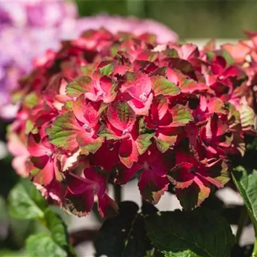 Hydrangea m. 'Forever & Ever' Red -R-