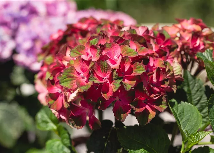 Hydrangea m. 'Forever & Ever' Red -R-
