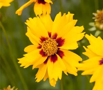 Coreopsis lanceolata 'Sterntaler'