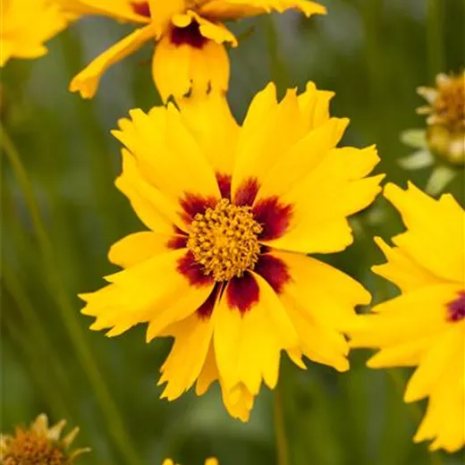 Coreopsis lanceolata 'Sterntaler'