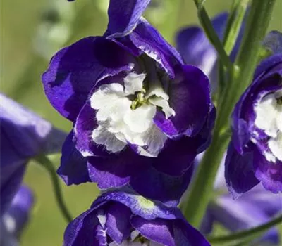 Delphinium i.S.