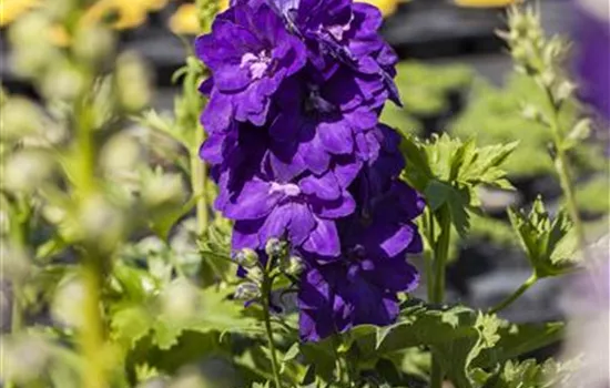 Rittersporn jetzt zurückschneiden Rittersporn jetzt zurückschneiden