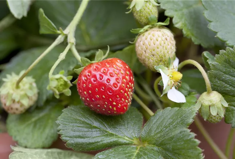 Fragaria x ananassa Fragaria x ananassa