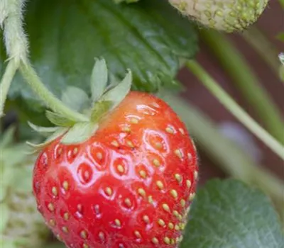 Fragaria vesca 'Senga Sengana' Fragaria vesca 'Senga Sengana'