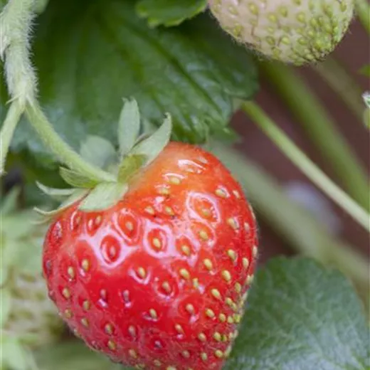 Fragaria vesca 'Senga Sengana' Fragaria vesca 'Senga Sengana'