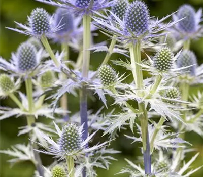 Eryngium x zabelii 'Big Blue'