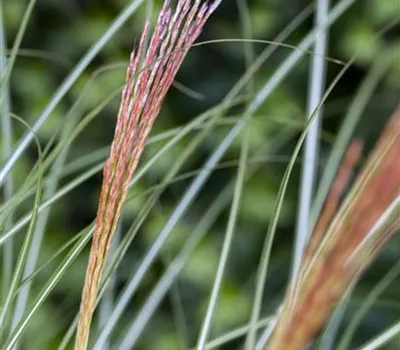 Miscanthus sinensis 'Kleine Silberspinne' Miscanthus sinensis 'Kleine Silberspinne'