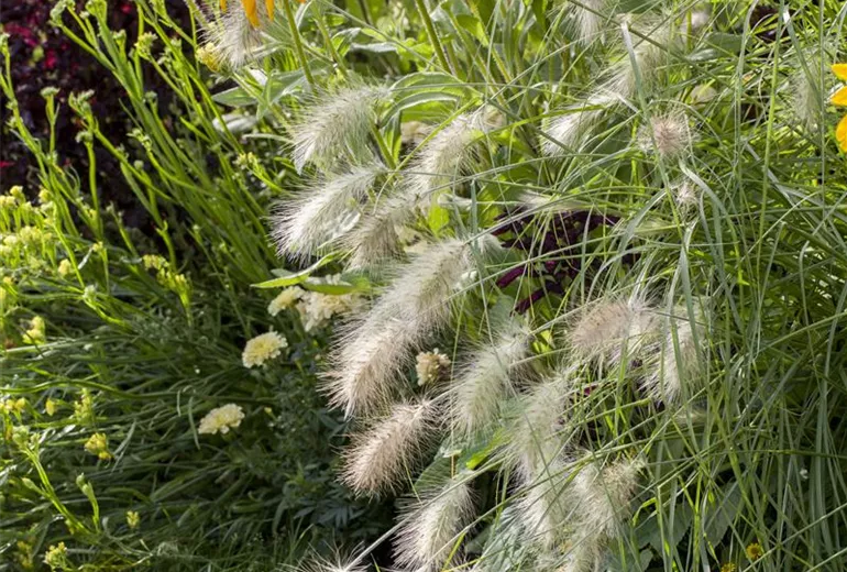 Pennisetum alopecuroides 'Hameln' Pennisetum alopecuroides 'Hameln'