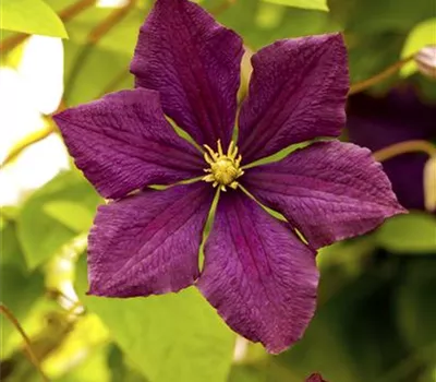 Clematis viticella 'Royal Velours' Clematis viticella 'Royal Velours'