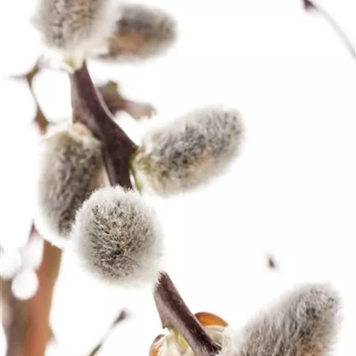 Salix caprea 'Silberglanz'