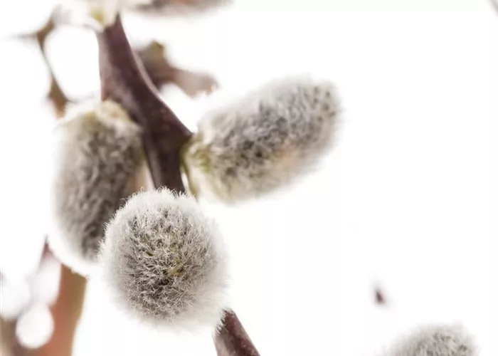 Salix caprea 'Silberglanz'