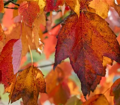 Acer rubrum 'Red Sunset'