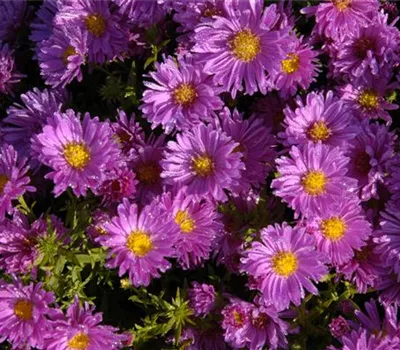 Aster dumosus 'Kassel'