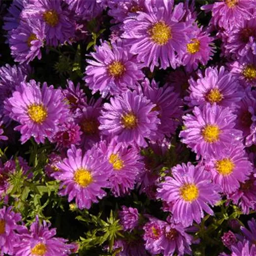 Aster dumosus 'Kassel' Aster dumosus 'Kassel'