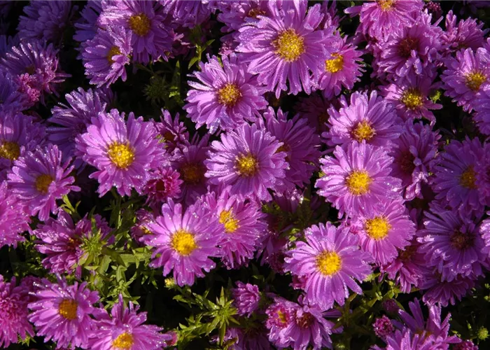 Aster dumosus 'Kassel'