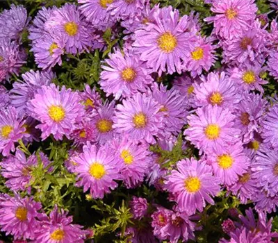 Aster alpinus 'Happy End'