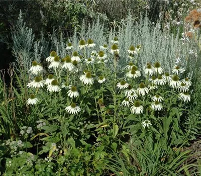 Echinacea purpurea 'Alba'